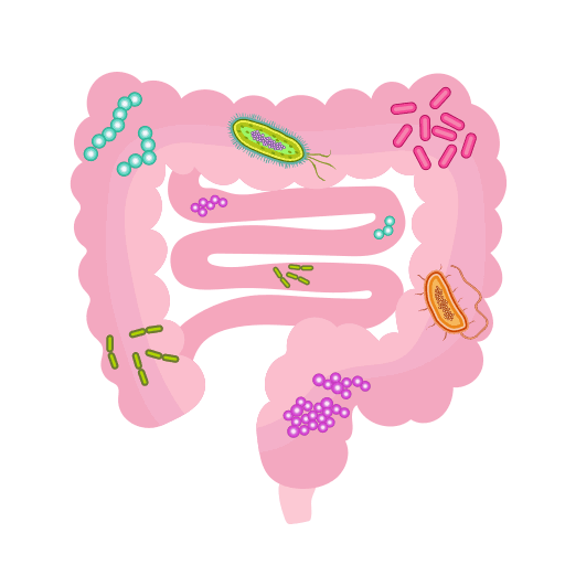 Gut Health and Probiotics